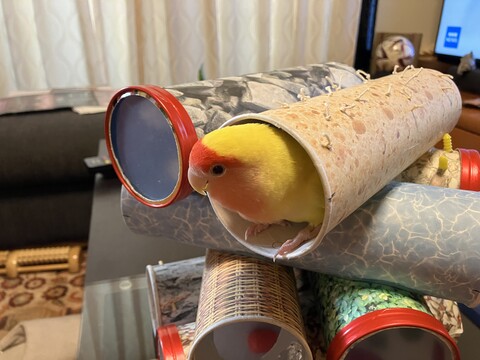 tama_4